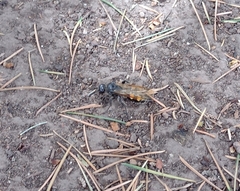 Campsomeris bistrimacula