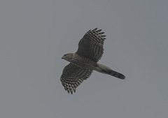Accipiter cooperii