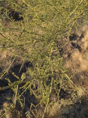 Parkinsonia microphylla