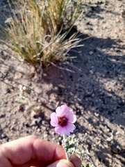 Sphaeralcea mendocina