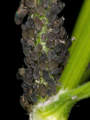 Aphis fabae