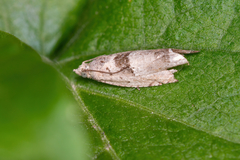 Epinotia ramella