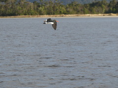 Haematopus leucopodus