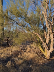 Parkinsonia microphylla