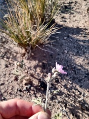 Sphaeralcea mendocina