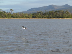 Haematopus leucopodus