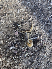 Hottentotta eminii