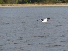 Haematopus leucopodus