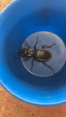 Anthia circumscripta