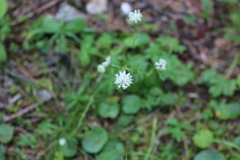 Astrantia minor