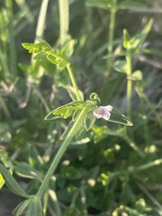 Justicia anagalloides