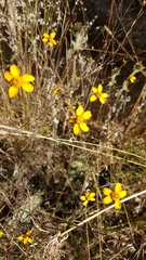 Dyssodia tagetiflora