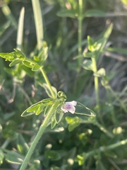 Justicia anagalloides