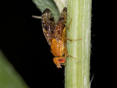 Xyphosia miliaria