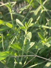 Justicia anagalloides