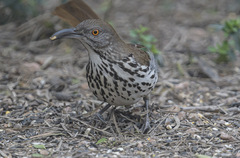 Toxostoma longirostre