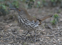 Toxostoma longirostre