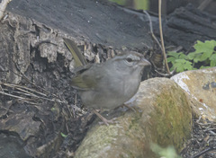 Arremonops rufivirgatus