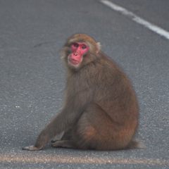 Macaca fuscata fuscata