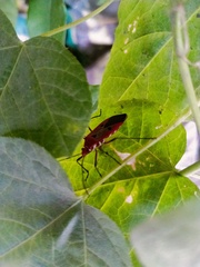 Dysdercus cingulatus