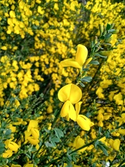 Cytisus scoparius
