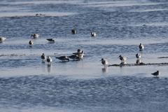 Calidris tenuirostris