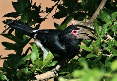 Bycanistes bucinator