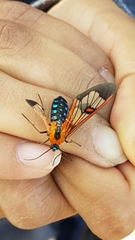 Cosmosoma cingulatum