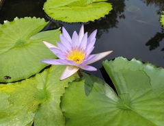Nymphaea