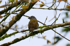 Arremonops conirostris