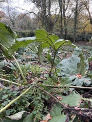 Gunnera tinctoria