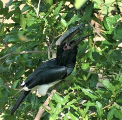 Bycanistes bucinator