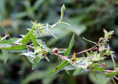 Ludwigia hirtella