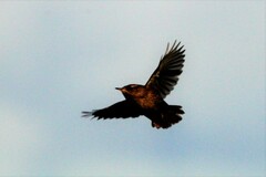 Troglodytes hiemalis