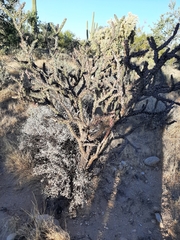 Cylindropuntia thurberi versicolor