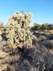 Cylindropuntia bigelovii