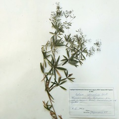 Galium intermedium