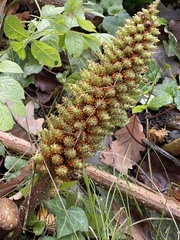 Gunnera tinctoria