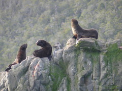 Arctocephalus australis