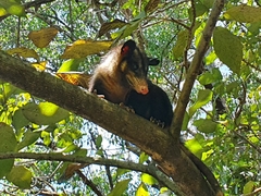 Didelphis aurita