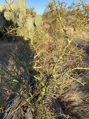 Parkinsonia microphylla