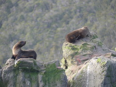 Arctocephalus australis