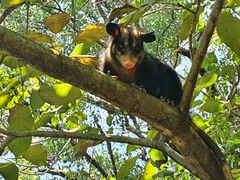 Didelphis aurita