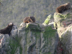 Arctocephalus australis