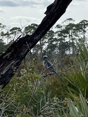 Aphelocoma coerulescens