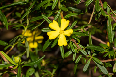 Hibbertia linearis
