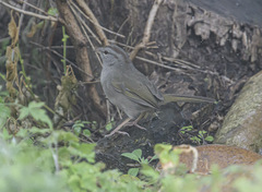 Arremonops rufivirgatus