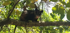 Didelphis aurita