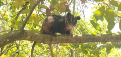 Didelphis aurita
