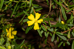 Hibbertia linearis